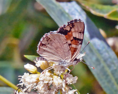 Phyciodes picta