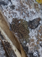 Melanohalea exasperata