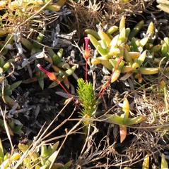 Oxalis confertifolia