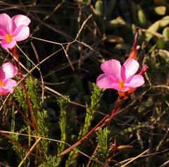 Oxalis confertifolia