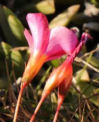 Oxalis confertifolia