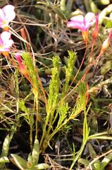 Oxalis confertifolia