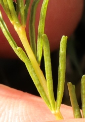 Oxalis confertifolia