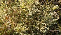 Gnidia nodiflora