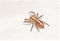 Cytaea alburna