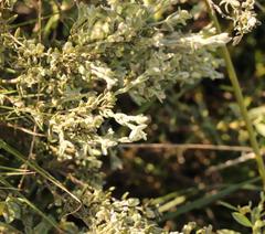 Gnidia nodiflora