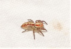 Cytaea alburna