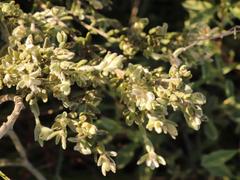 Gnidia nodiflora