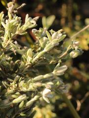 Gnidia nodiflora