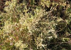 Gnidia nodiflora