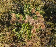 Berkheya carlinoides
