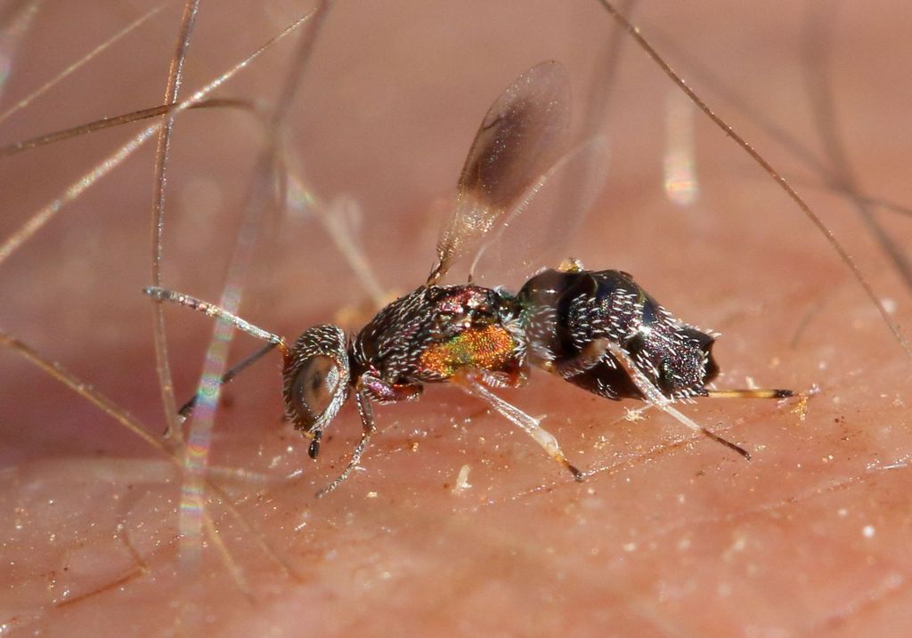 Eupelmus orientalis
