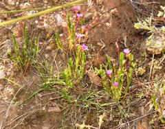 Oxalis confertifolia
