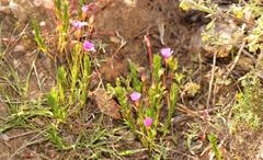 Oxalis confertifolia