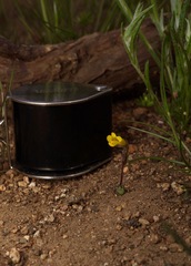 Erythranthe pulsiferae