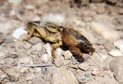 Gryllotalpa vineae