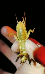 Gryllotalpa vineae