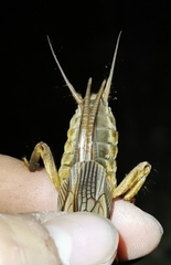 Gryllotalpa vineae
