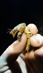 Gryllotalpa vineae
