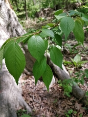 Prunus