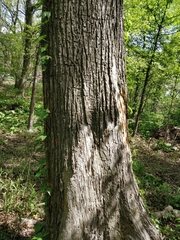 Prunus