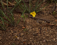 Erythranthe pulsiferae