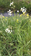 Anthriscus sylvestris