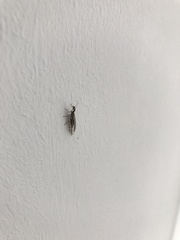 Xanthostigma xanthostigma