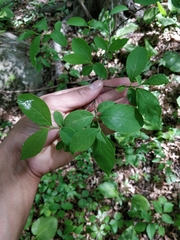 Magnoliopsida