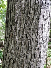 Magnoliopsida