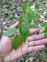 Fraxinus