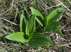 Veratrum nigrum