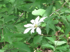 Clematis patens