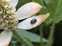 Plagiodera arizonae