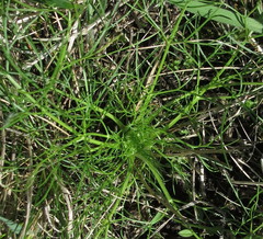 Trinia multicaulis
