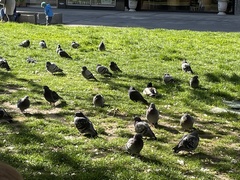 Columba livia domestica