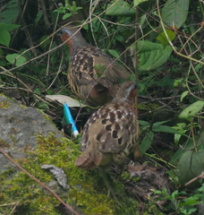 Bambusicola thoracicus