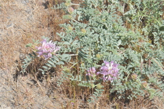 Astragalus succumbens