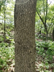 Fraxinus