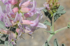 Astragalus succumbens