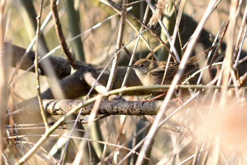 Common Grasshopper Warbler (Locustella naevia), photo 2