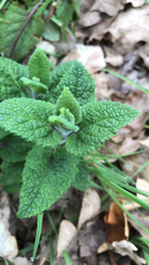 Teucrium scorodonia