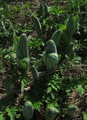 Veratrum lobelianum