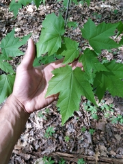 Acer