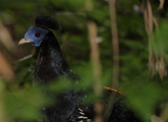 Lophura rufa