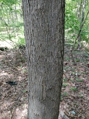Acer