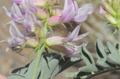 Astragalus succumbens