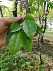 Prunus