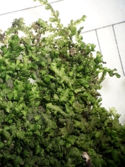 Frullania rostellata