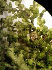 Frullania rostellata